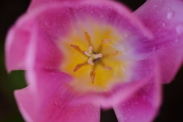 Top view of the pink tulip with water droplets on the petals.