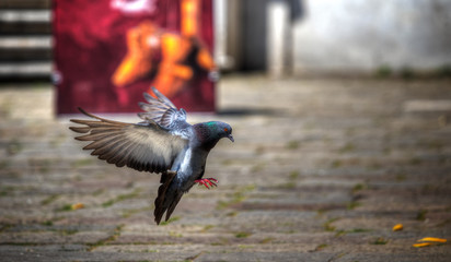 Eine Stadttaube bei der Landung

A city pigeon on landing