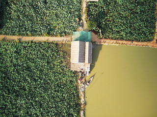 Aerial view of lotus farm
