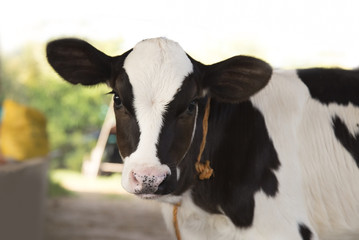 young black and white calf at dairy farm. Newborn baby cow - obrazy, fototapety, plakaty