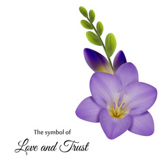 Realistic violet freesia, the symbol of love and trust.