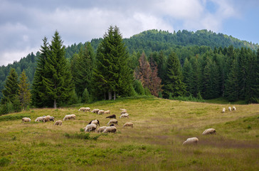 Fototapeta premium Herd of Sheeps on a green grass pasture