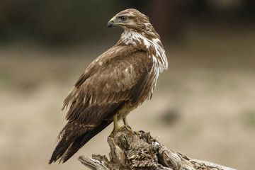 Common Buzzard