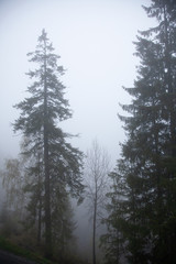 Beautiful nature and mountains in the fog