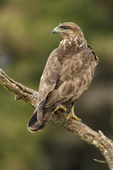 Common Buzzard