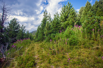 Fields of Chamerion Angustifolium (known as Fireweed) in the mountains of Montenegro
