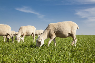 Obraz na płótnie Canvas sheep flock graze at field