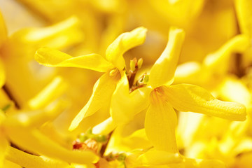 Yellow blossom as first sign of spring, Germany