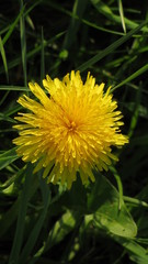 dandelion