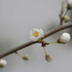 Small white blossoms on branch. Springtime background with selective focus