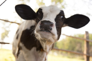 a little cow with funny face 