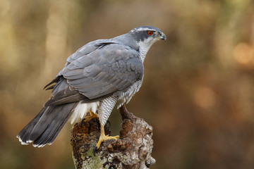 Fototapeta premium Northern Goshawk