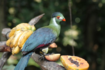 Oiseau de Singapour