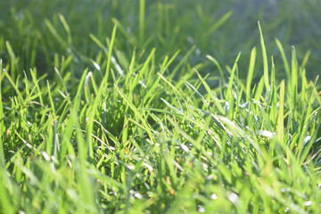 Obraz premium Grass