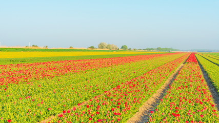 Tulips in a field in sunlight in spring