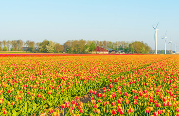 Tulips in a field in sunlight in spring
