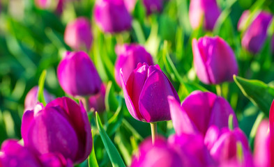 Tulips in a field in sunlight in spring