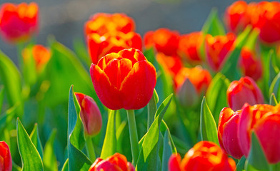 Obraz premium Tulips in a field in sunlight in spring