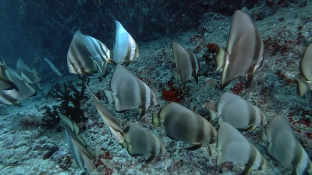 School of Longfin batfish&nbsp;- Platax teira swims under coral reef, Indian Ocean, Maldives
