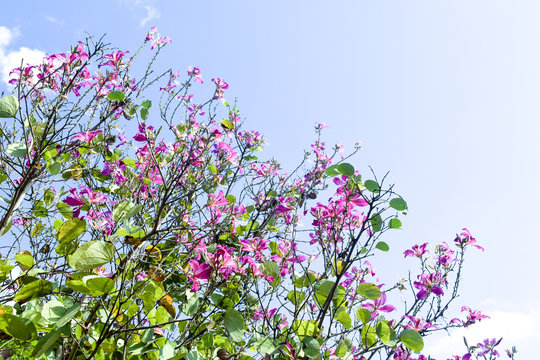 Mountain ebony , Orchid Tree , Purple Bauhinia with blue sky in winter