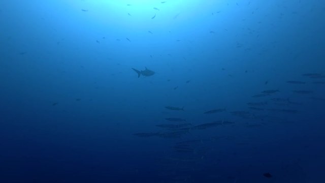 school of Bigeye Barracuda - Sphyraena forsteri and Grey reef shark - Carcharhinus amblyrhynchos swim in the blue water, Indian Ocean, Maldives
