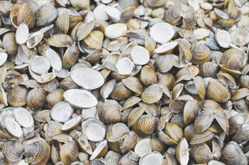 Corbicula Fluminea Clam Shells