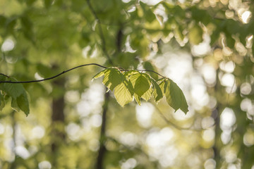 young fresh beech leaves in the spring glow gold green in the sunlight