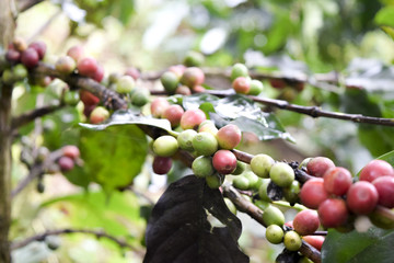 Close up of Red coffee beans on a branch of coffee tree ,Coffee plantation in Chiang rai, Thailand