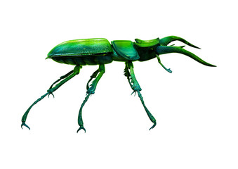 3D Rendering Stag Beetle on White