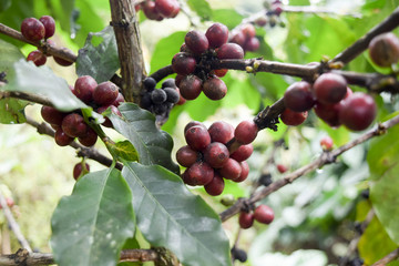 Close up of Red coffee beans on a branch of coffee tree ,Coffee plantation in Chiang rai, Thailand