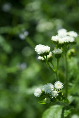 Close up wild  flower background, Colorful flowers grass made with gradient for background Blurred style.postcard.