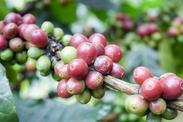 Close up of Red coffee beans on a branch of coffee tree ,Coffee plantation in Chiang rai, Thailand