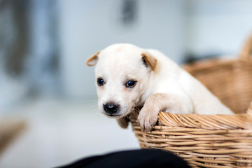 Puppies are excited to be moving to a new home.