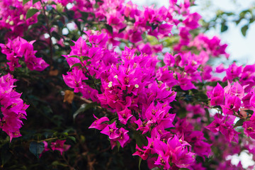 Obraz premium Pink bougainvillea flower