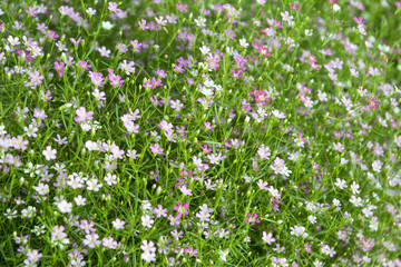 Close up wild flower background, Colorful flowers grass made with gradient for background Blurred style.postcard.