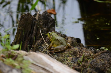 Green frog, male,