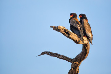 Zwei Gaukler, Schlangenadler, sitzen vor blauem Himmel auf einem Ast in Afrika