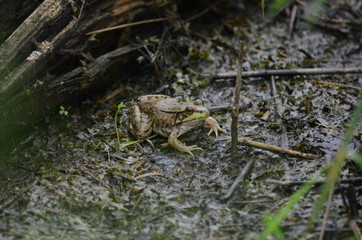 Green frog, male,