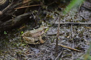 Green frog, male,