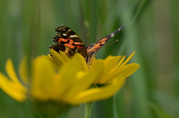 Painted lady butterfly on yellow flower