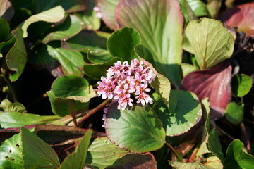 Colorful flower and flowers in german gardens

