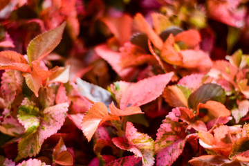 red leaf of tropical plants, natural background