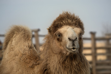 One-humped Camel close up in daytime