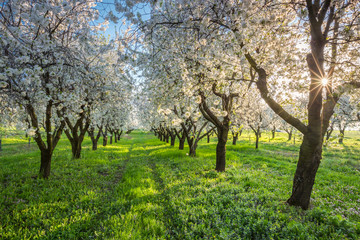Fototapeta premium orchard of trees blooming cherries
