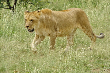 Fototapeta na wymiar Löwen Weibchen