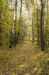 Obraz premium yellow way