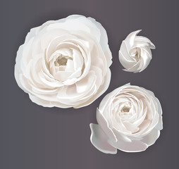 Ranunculus, flowers for your design