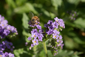 Honey Bee Getting Nectar from Light Purple Blooms