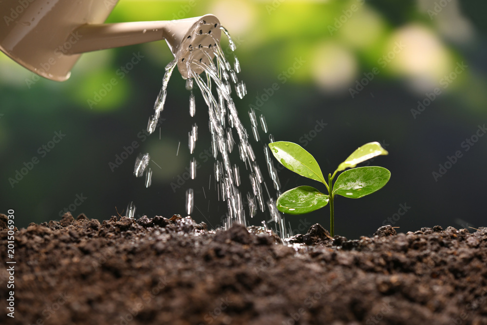 Poster Sprout watered from a watering can on nature background