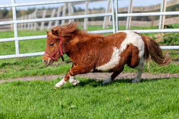 A running Shetlandpony on a green meadow